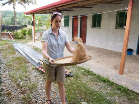 Rice Sorting